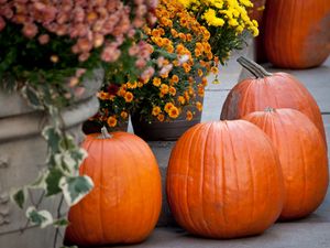 Preview wallpaper pumpkins, flowers, autumn, halloween, decor