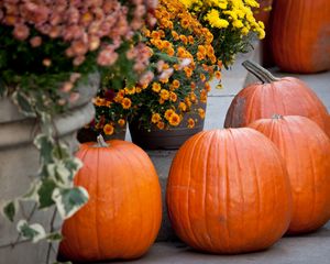 Preview wallpaper pumpkins, flowers, autumn, halloween, decor