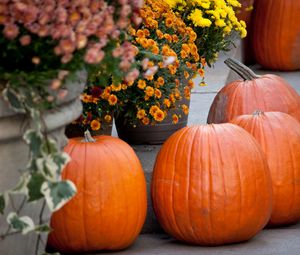 Preview wallpaper pumpkins, flowers, autumn, halloween, decor