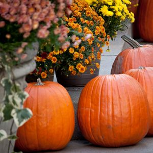 Preview wallpaper pumpkins, flowers, autumn, halloween, decor