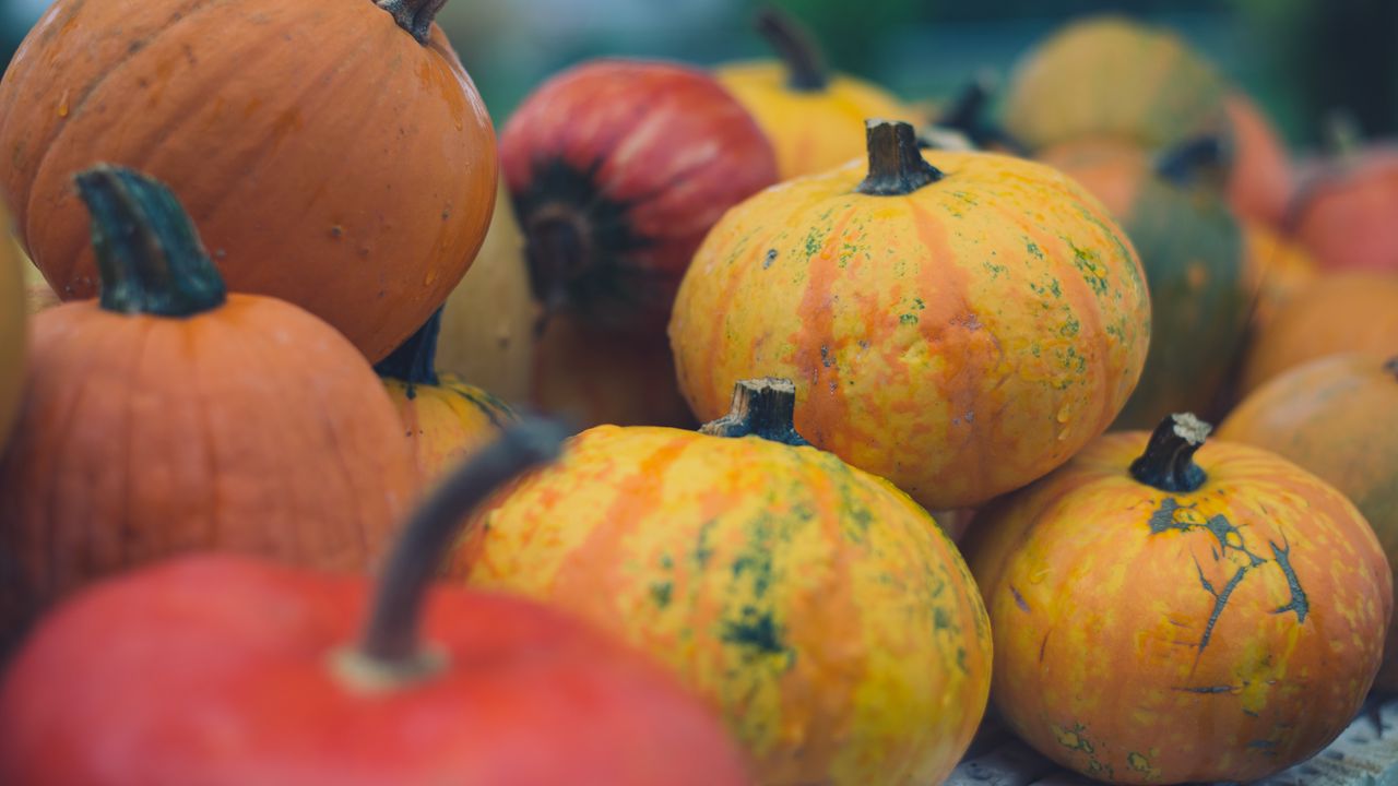 Wallpaper pumpkins, halloween, harvest, autumn, yellow