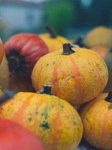 Preview wallpaper pumpkins, halloween, harvest, autumn, yellow