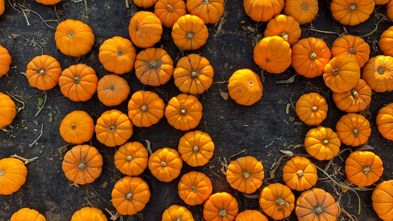 Wallpaper pumpkins, harvest, vegetables, aerial view