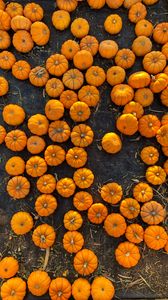 Preview wallpaper pumpkins, harvest, vegetables, aerial view