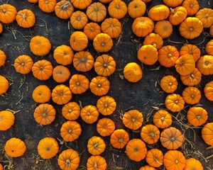 Preview wallpaper pumpkins, harvest, vegetables, aerial view