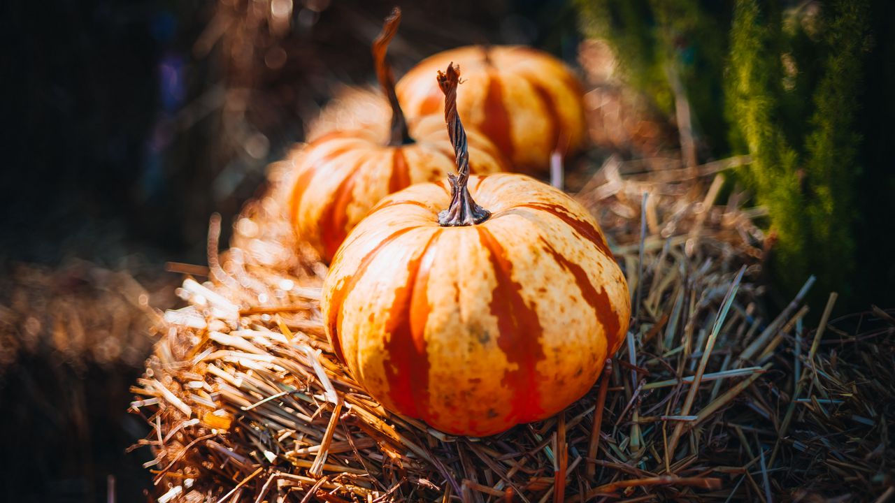 Wallpaper pumpkins, hay, autumn, macro