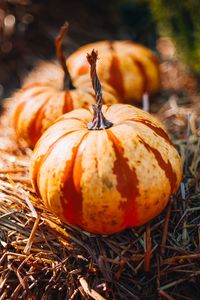 Preview wallpaper pumpkins, hay, autumn, macro