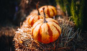 Preview wallpaper pumpkins, hay, autumn, macro