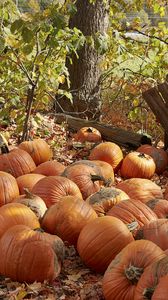 Preview wallpaper pumpkins, leaves, trees, autumn