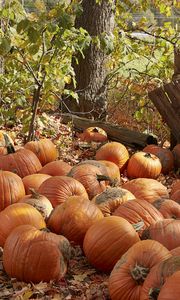 Preview wallpaper pumpkins, leaves, trees, autumn