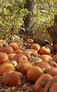 Preview wallpaper pumpkins, leaves, trees, autumn