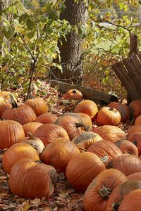 Preview wallpaper pumpkins, leaves, trees, autumn