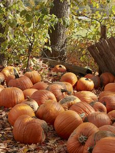 Preview wallpaper pumpkins, leaves, trees, autumn