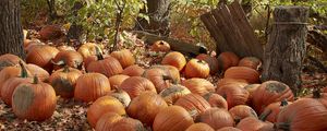 Preview wallpaper pumpkins, leaves, trees, autumn