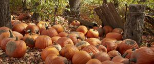 Preview wallpaper pumpkins, leaves, trees, autumn