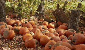 Preview wallpaper pumpkins, leaves, trees, autumn