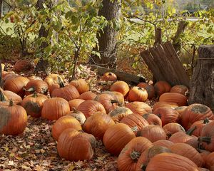 Preview wallpaper pumpkins, leaves, trees, autumn