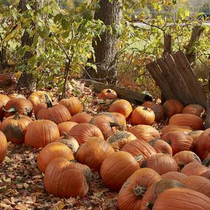 Preview wallpaper pumpkins, leaves, trees, autumn
