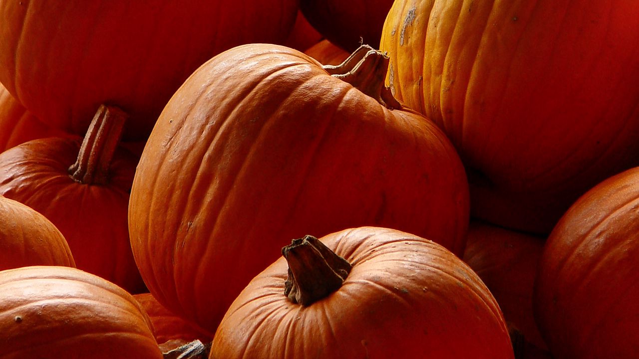 Wallpaper pumpkins, orange, autumn, harvest