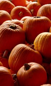 Preview wallpaper pumpkins, orange, autumn, harvest