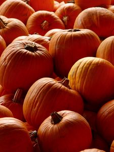 Preview wallpaper pumpkins, orange, autumn, harvest