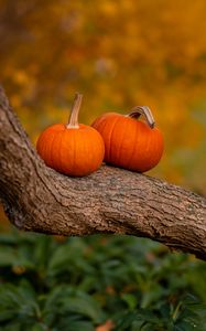 Preview wallpaper pumpkins, tree, trunk, bark