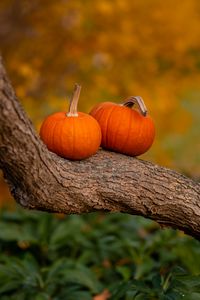 Preview wallpaper pumpkins, tree, trunk, bark