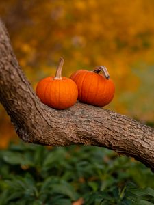 Preview wallpaper pumpkins, tree, trunk, bark