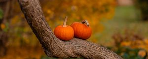 Preview wallpaper pumpkins, tree, trunk, bark