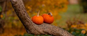 Preview wallpaper pumpkins, tree, trunk, bark