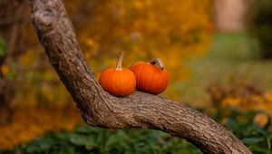 Preview wallpaper pumpkins, tree, trunk, bark