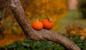 Preview wallpaper pumpkins, tree, trunk, bark