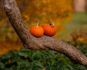 Preview wallpaper pumpkins, tree, trunk, bark