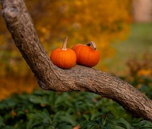 Preview wallpaper pumpkins, tree, trunk, bark