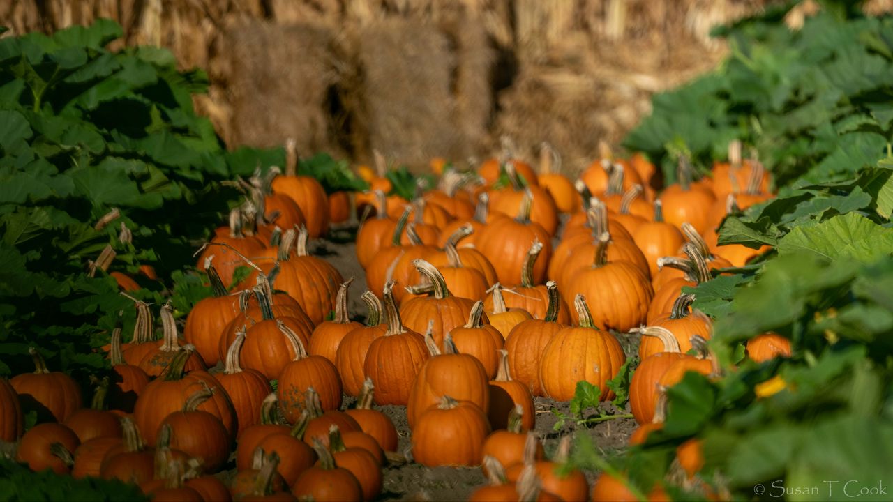 Wallpaper pumpkins, vegetables, autumn, orange