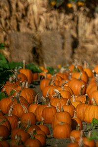 Preview wallpaper pumpkins, vegetables, autumn, orange