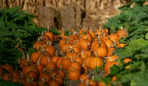 Preview wallpaper pumpkins, vegetables, autumn, orange