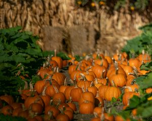 Preview wallpaper pumpkins, vegetables, autumn, orange