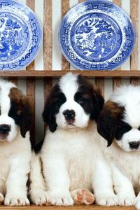 Preview wallpaper puppies, a lot of, sitting