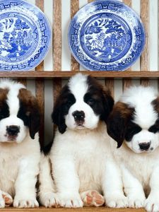 Preview wallpaper puppies, a lot of, sitting