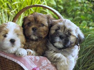 Preview wallpaper puppies, basket, cloth, three, lie