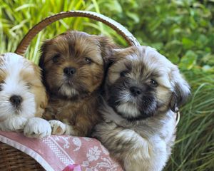 Preview wallpaper puppies, basket, cloth, three, lie