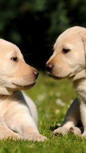 Preview wallpaper puppies, brothers, grass