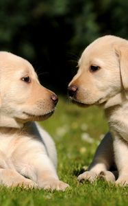 Preview wallpaper puppies, brothers, grass