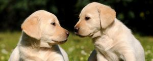 Preview wallpaper puppies, brothers, grass