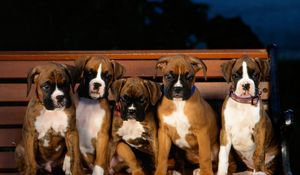 Preview wallpaper puppies, bulldog, shop, wicked