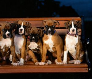Preview wallpaper puppies, bulldog, shop, wicked