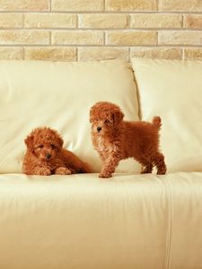 Preview wallpaper puppies, couple, couch, kids