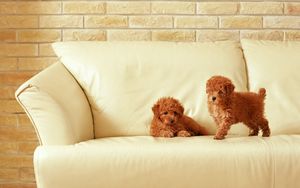 Preview wallpaper puppies, couple, couch, kids