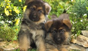 Preview wallpaper puppies, couple, dogs, grass, fur